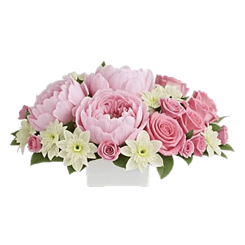 Petal Grace Harmony