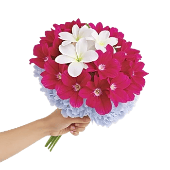 Plum Blossom Radiance