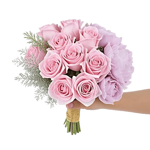 Pastel Pink Roses