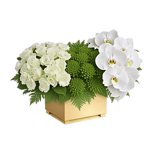 Serenity Orchid Bloom