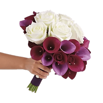 Elegant Calla Lilies