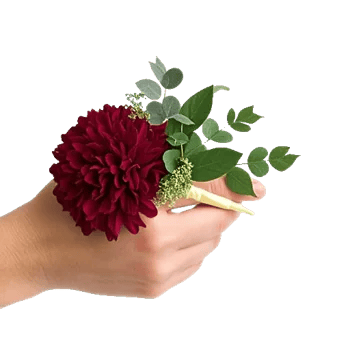 Elegant Calla Lilies