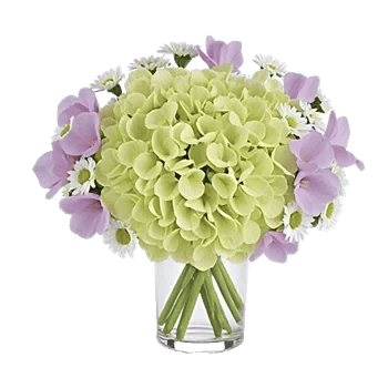 Ivory Blossom Radiance