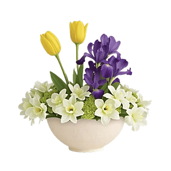 Velvet Tulip Display