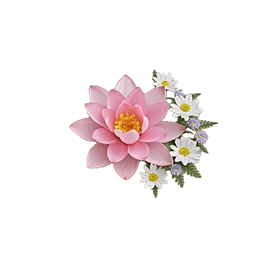 Serenity Orchid Bloom