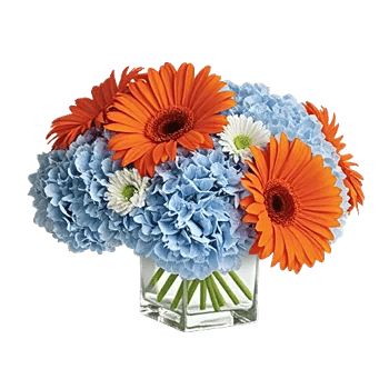 Petal Radiance Bliss