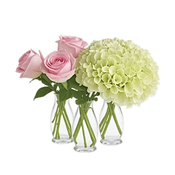 Pink Pastel Roses