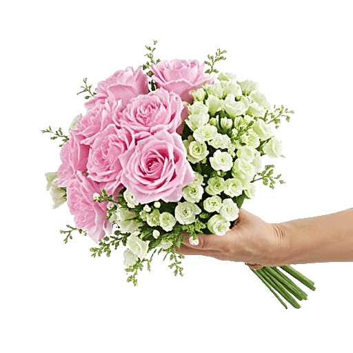 Pastel Pink Roses