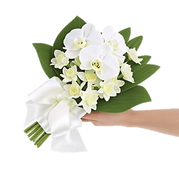 Modern White Orchids