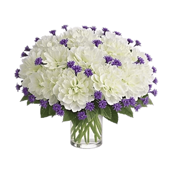 Serene Petal Harmony