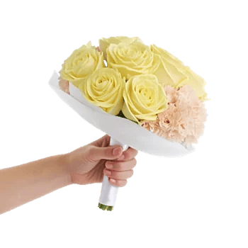 Blushing Rose Symphony