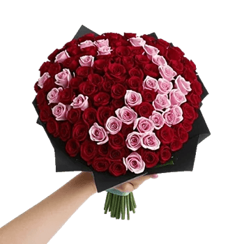Blushing Rose Symphony