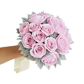 Pastel Pink Roses