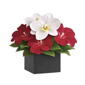 Modern White Orchids