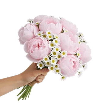 Peony Petal Harmony