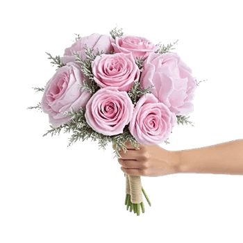 Pastel Pink Roses
