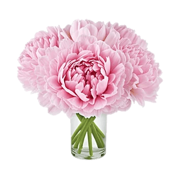 Peony Petal Harmony