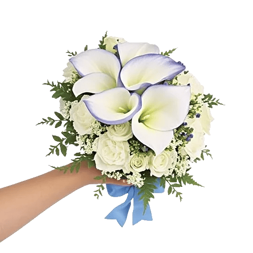 Elegant Calla Lilies
