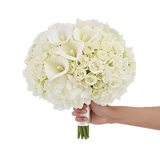 Elegant Calla Lilies