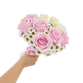 Pastel Pink Roses
