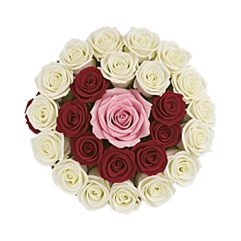 Radiant Rose Symphony