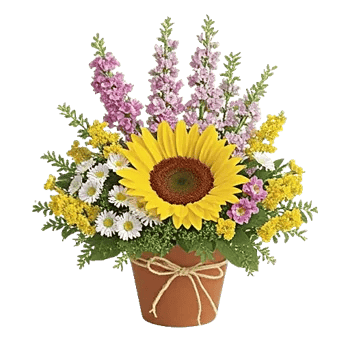 Amber Sunflower Glow