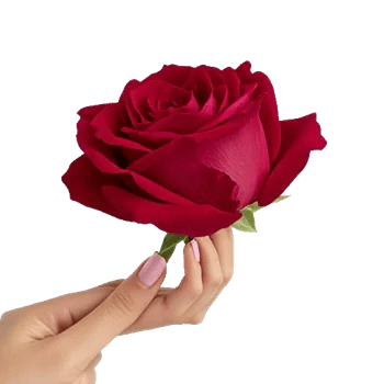 Crimson Rose Elegance