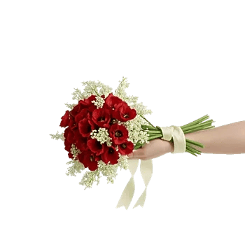 Blushing Rose Symphony