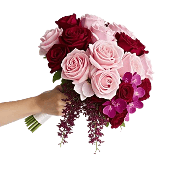 Blushing Rose Symphony
