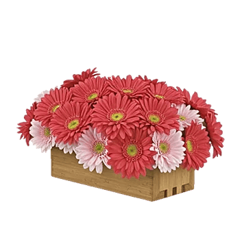 Coral Blossom Harmony