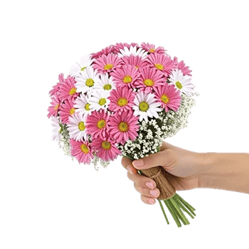 Enchanting Daisy Garden
