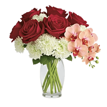 Radiant Rose Symphony