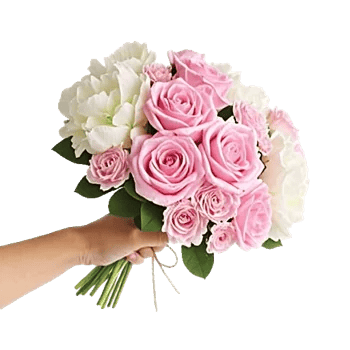 Pastel Pink Roses