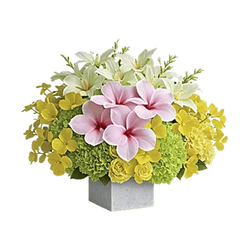 Modern White Orchids