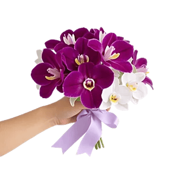 Orchid Petal Glow