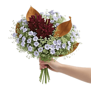 Elegant Calla Lilies