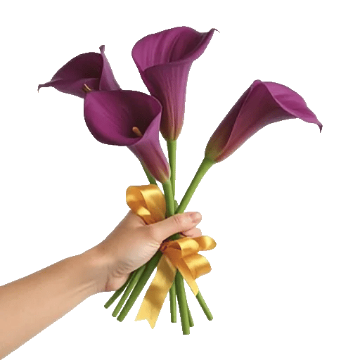 Elegant Calla Lilies