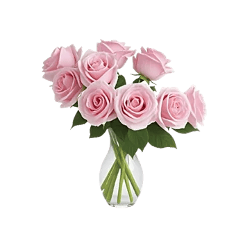 Blushing Rose Symphony