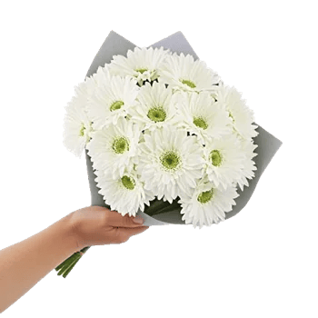 Minimalist White Orchids