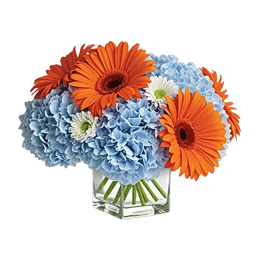 Petal Radiance Bliss