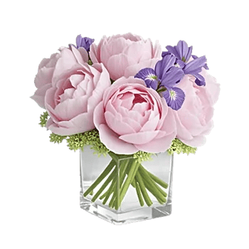 Ivory Blossom Radiance