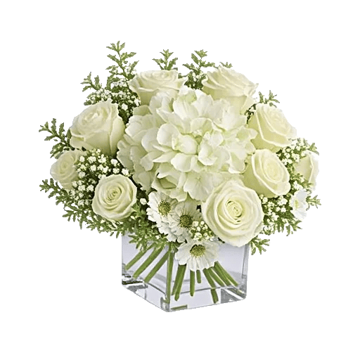 Ivory Blossom Radiance