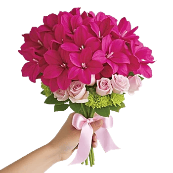 Blushing Rose Symphony