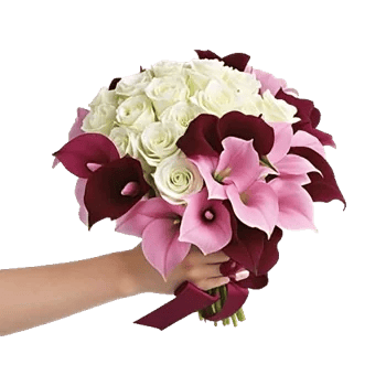 Elegant Calla Lilies