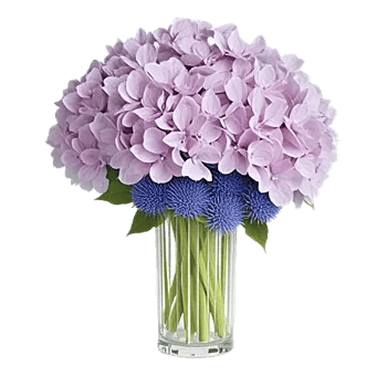 Lavender Bloom Grace