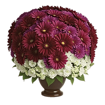 Regal Burgundy Display