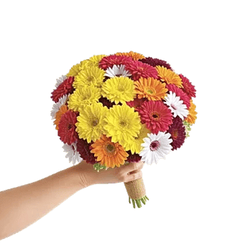 Blossom Harmony Display