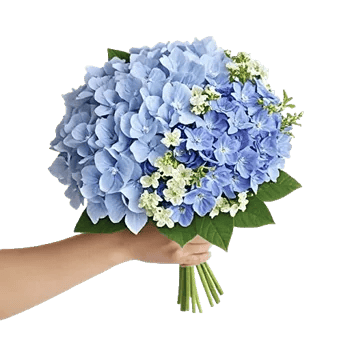 Sapphire Bloom Whisper