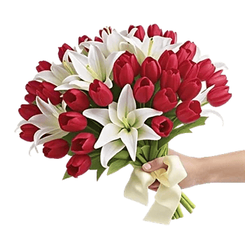 Scarlet Tulip Splendor