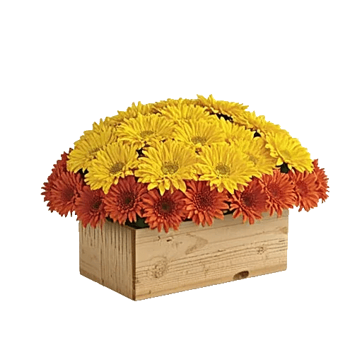 Golden Petal Harmony